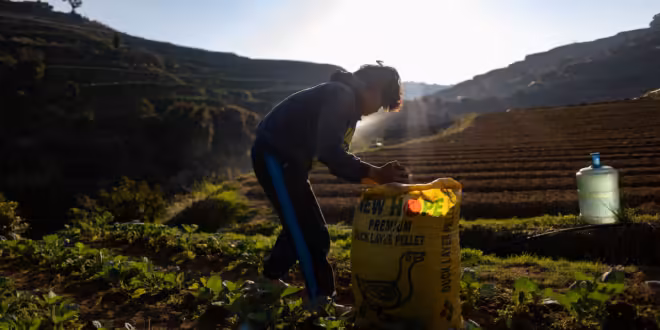 When Hormuz Chokes, the World Goes Hungry