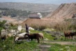 Israel issues tender for illegal E. Jerusalem settlement units in breach of promise, rights groups say
